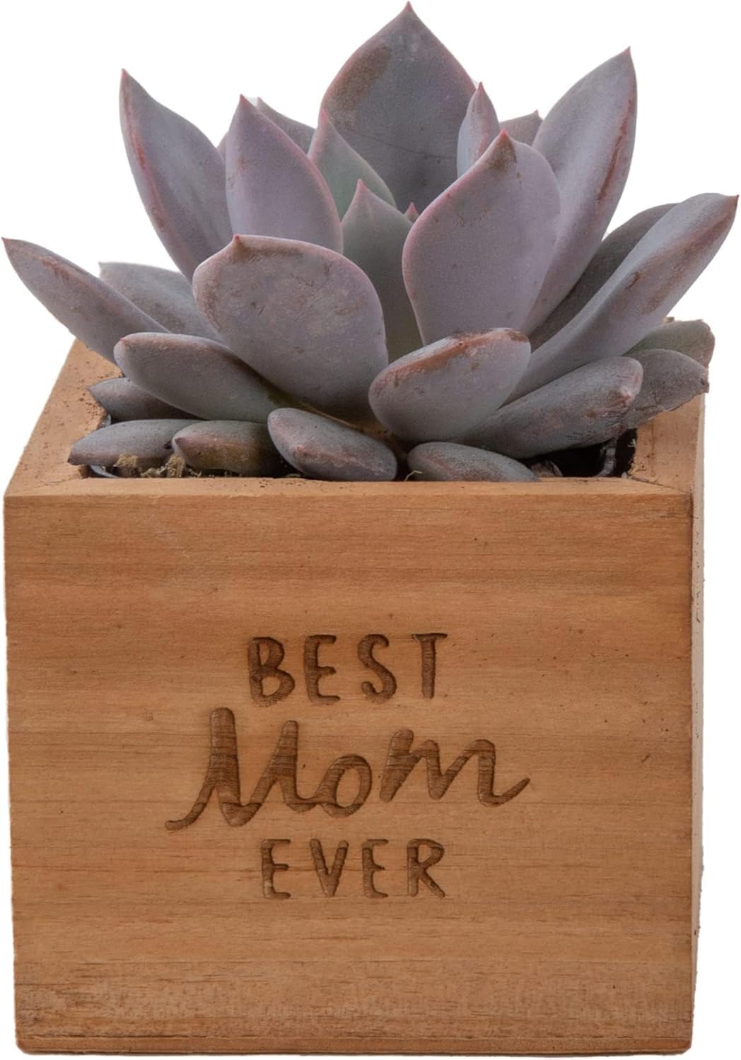 Costa Farms Echeveria Live Indoor Succulent